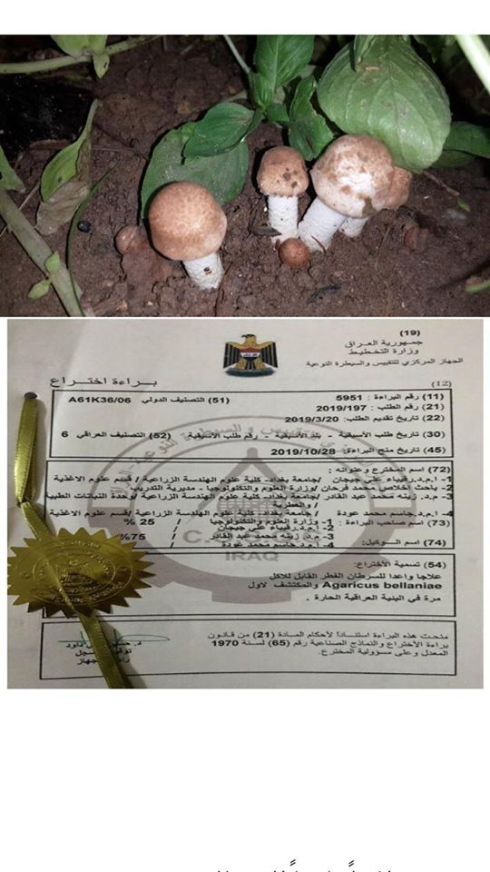 اكتشاف علاجاً للسرطان من مستخلص الفطر Agaricus bellaniae القابل للاكل والمكتشف لأول مرة في البئية العراقية الحارة