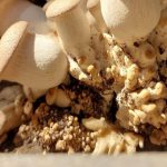 استزراع الفطريات البرية العراقية