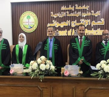 أداء الذرة الصفراء